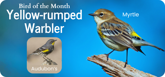 Bird of the Month - Yellow-rumped Warbler