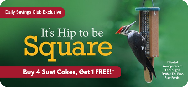 DSC Promo: Buy 4 Suet Cakes, Get 1 Free*