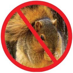 No Squirrels