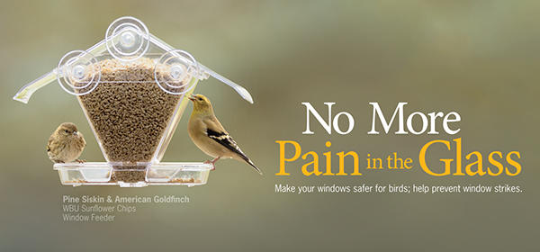 Window Bird Feeder
