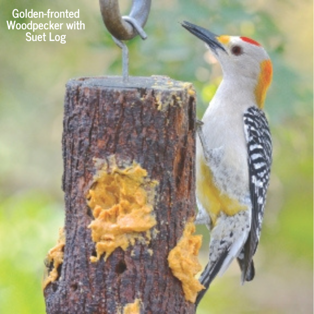 Golden-fronted Woodpecker with Suet Log