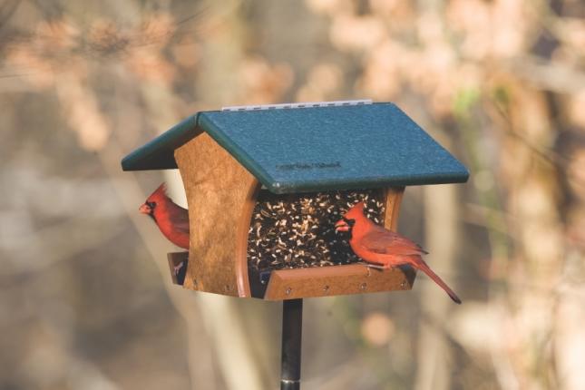 Eco-Tough Classic Hopper Feeder with Cardinals