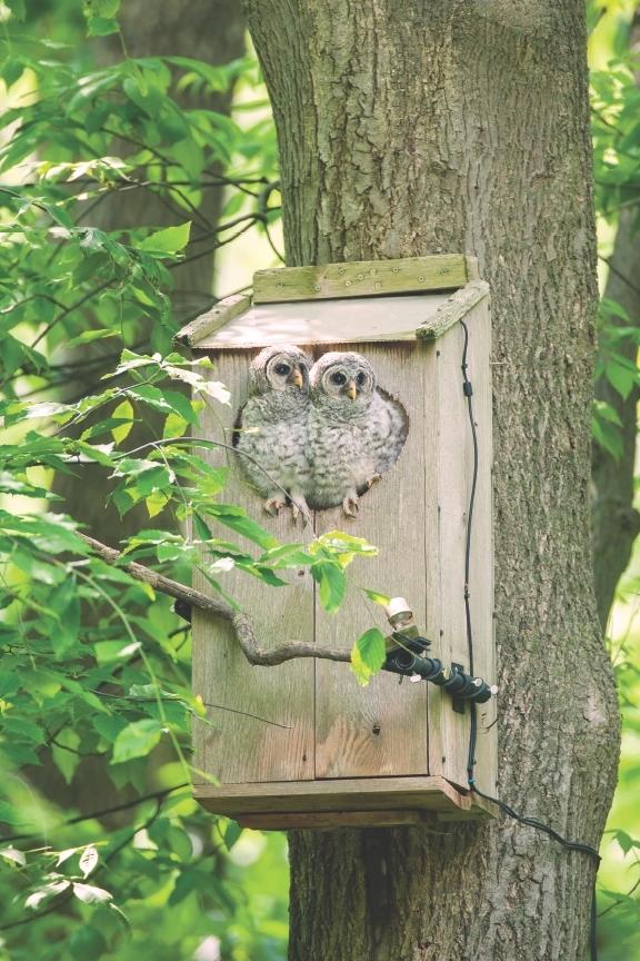 Owl Box with Barred Owl Fledglings