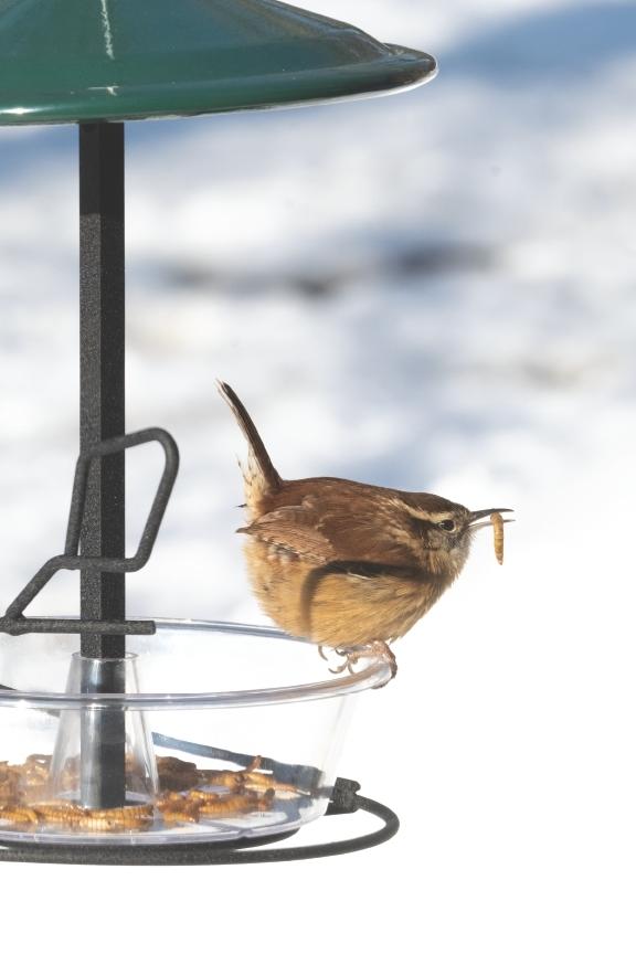 Carolina Wren with Mealworm at Seed Cylinder Feeder