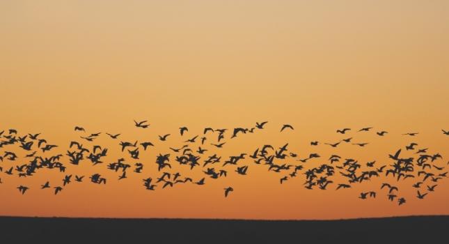 Migrating geese at sunset