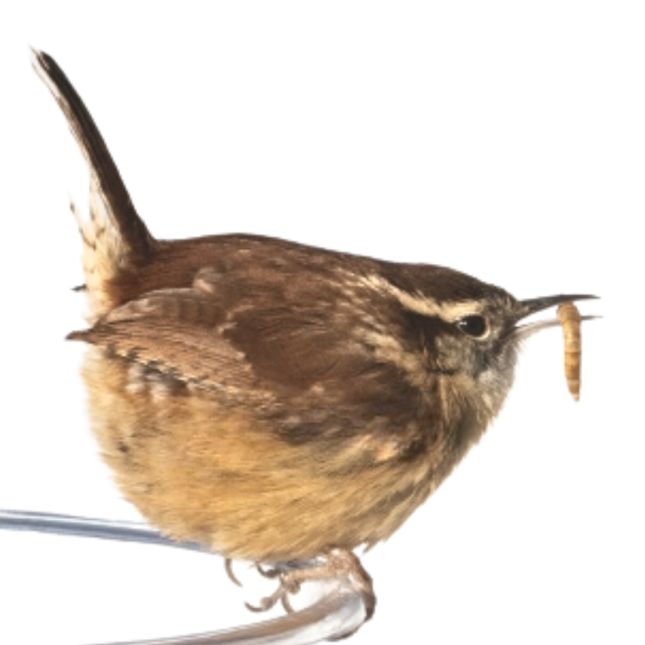 Carolina Wren with Mealworm