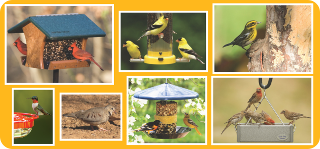 Variety of Feeding Birds Hero Image