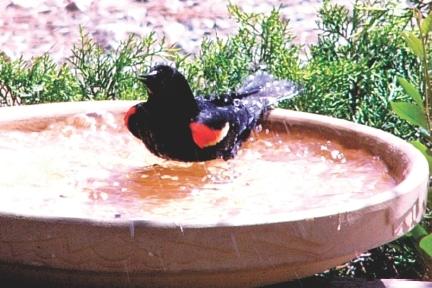 Red-Winged Blackbird in Birdbath