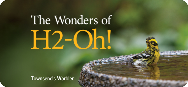 Townsend's Warbler in Bird Bath