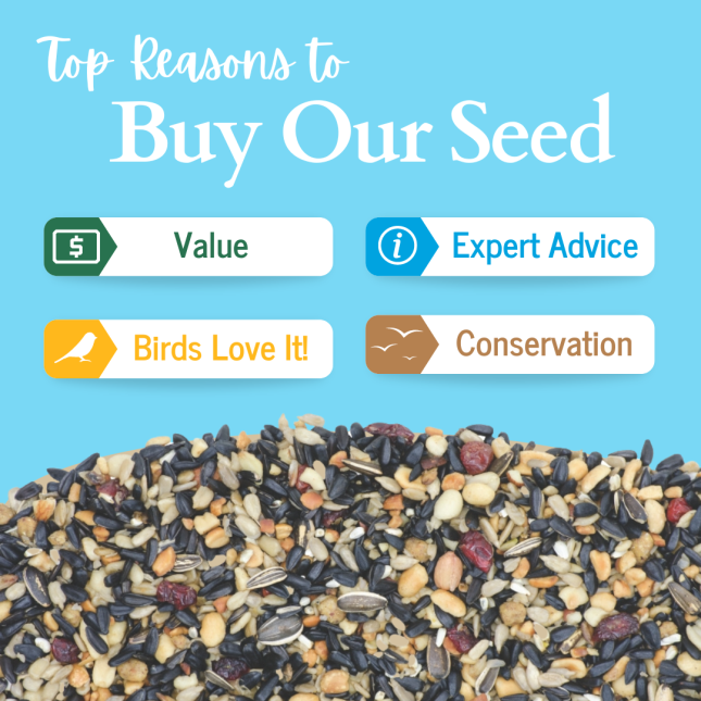 Top Reasons to Buy Our Seed