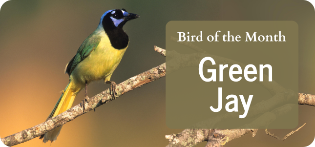 Bird of the Month - Green Jay