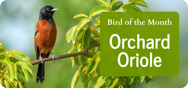 Bird of the Month - Orchard Oriole