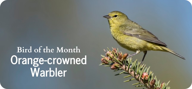 Bird of the Month - Orange-crowned Warbler