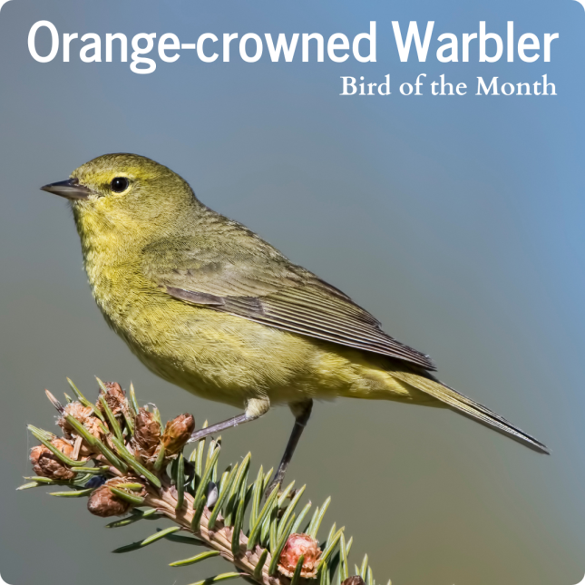 Bird of the Month Orange-crowned Warbler