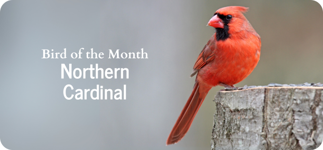 Bird of the Month - Northern Cardinal