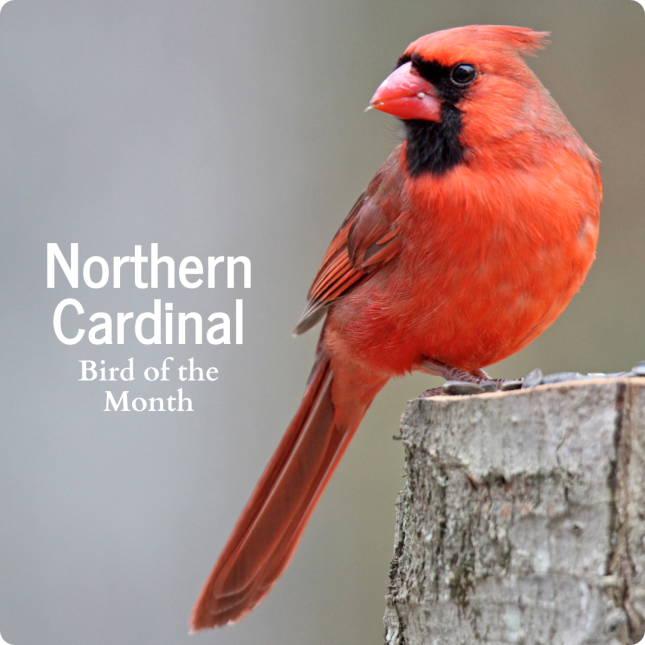 Northern Cardinal