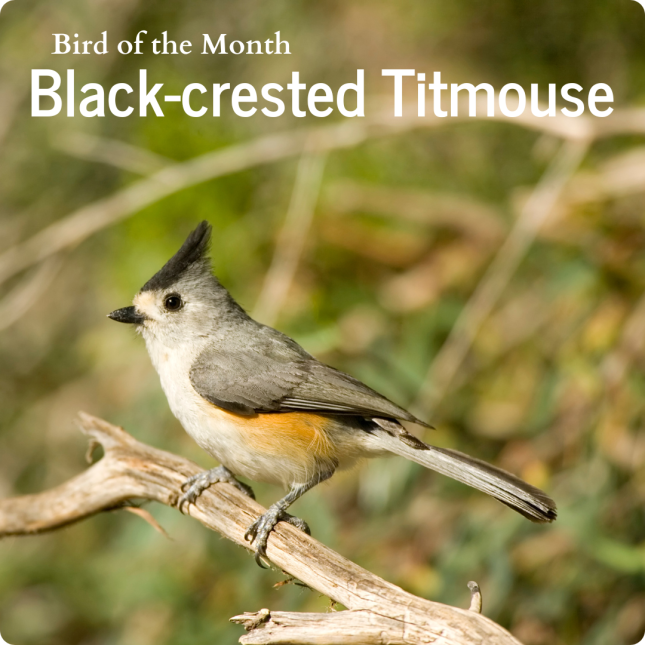 Black-crested Titmouse