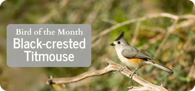 Bird of the Month - Black-crested Titmouse