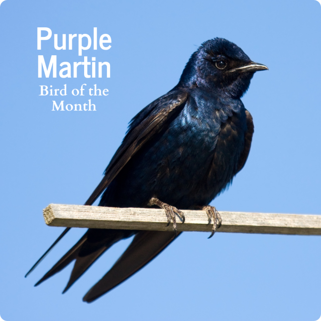 Purple Martin