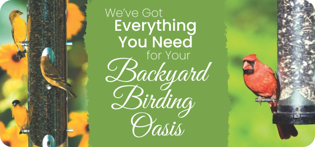 We've Got Everything You Need to Create Your Own Backyard Birding Oasis