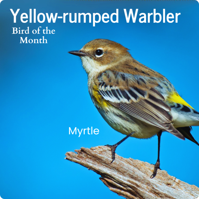 Bird of the Month - Yellow-rumped Warbler