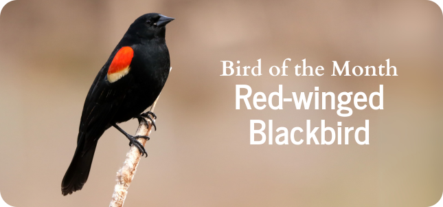 Bird of the Month - Red-winged Blackbird