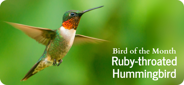 Bird of the Month - Ruby-throated Hummingbird