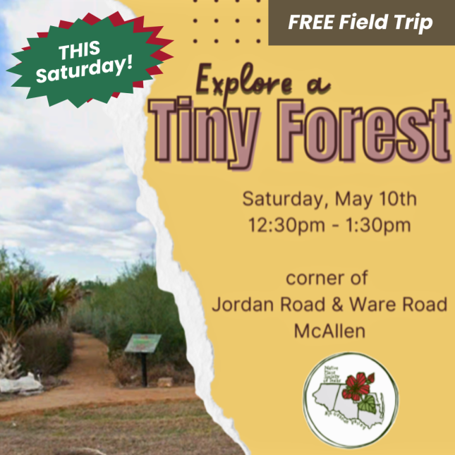 Field Trip: Exploring One of McAllen's Tiny Forests