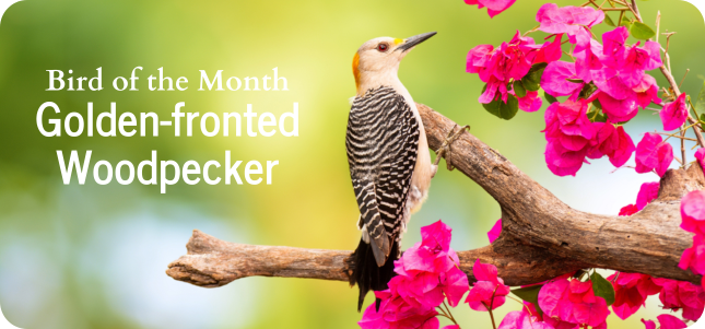 Bird of the Month - Golden-fronted Woodpecker