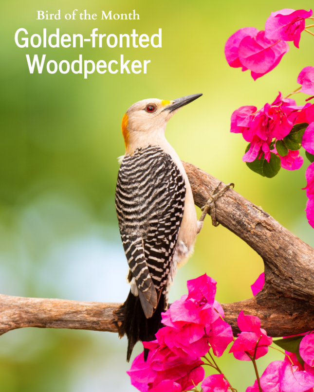 Golden-fronted Woodpecker