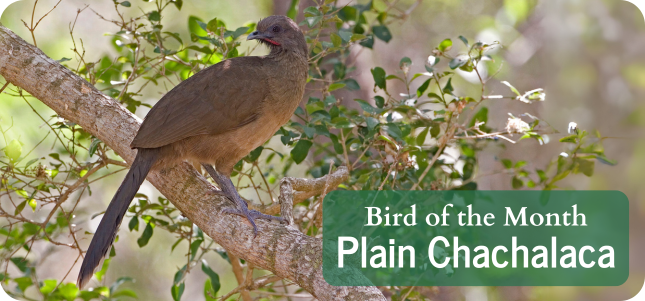 Bird of the Month - Plain Chachalaca