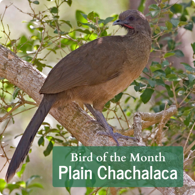 Plain Chachalaca