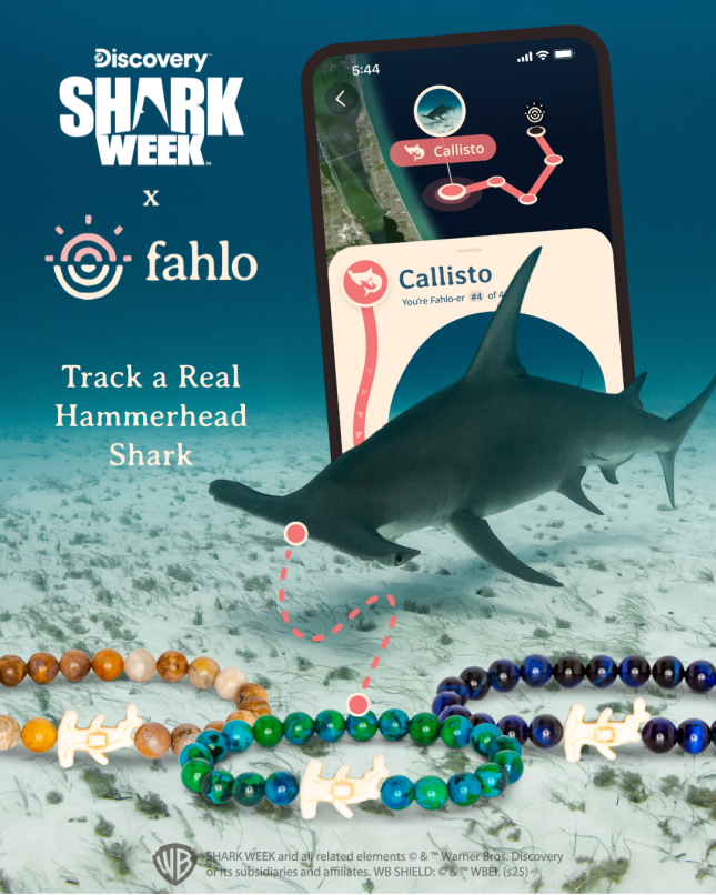 New Fahlo Shark-Tracking Bracelet