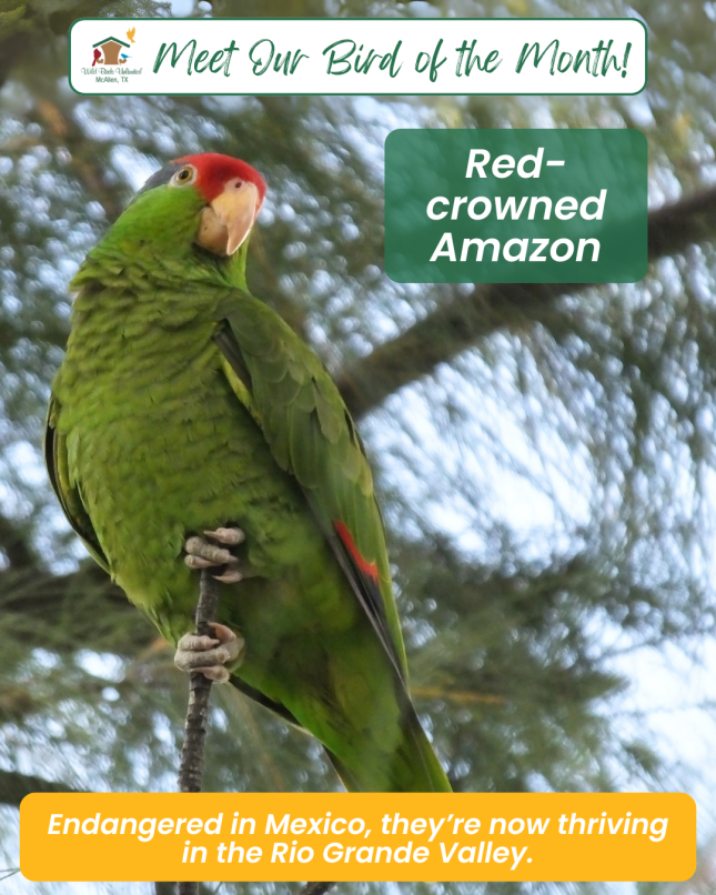 Bird of the Month - Red-crowned Amazon