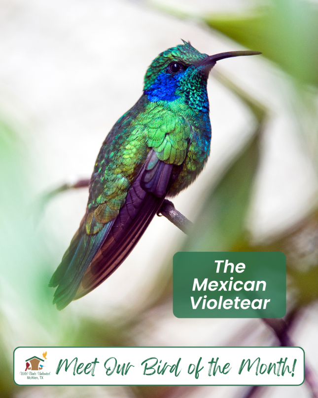 Bird of the Month - Mexican Violetear