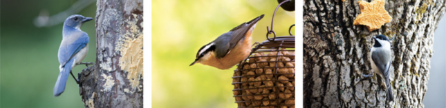 Bark Butter Suet being eaten by scrub jay, nutchatch, and chickadee