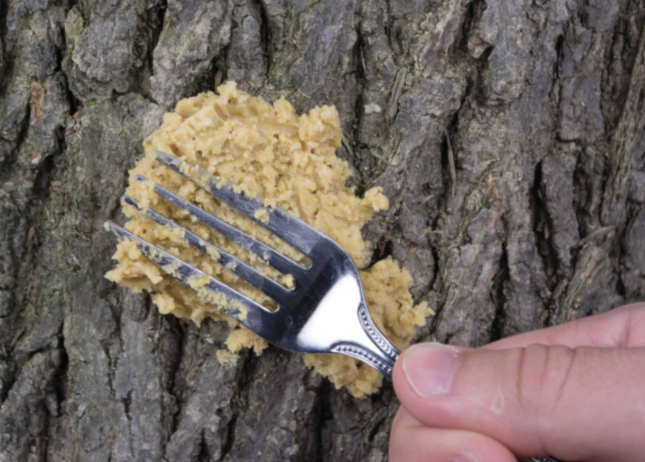 Bark Butter being spread on a tree with a fork