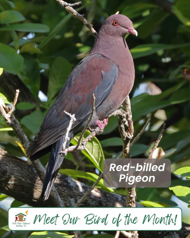Bird of the Month - Red-billed Pigeon