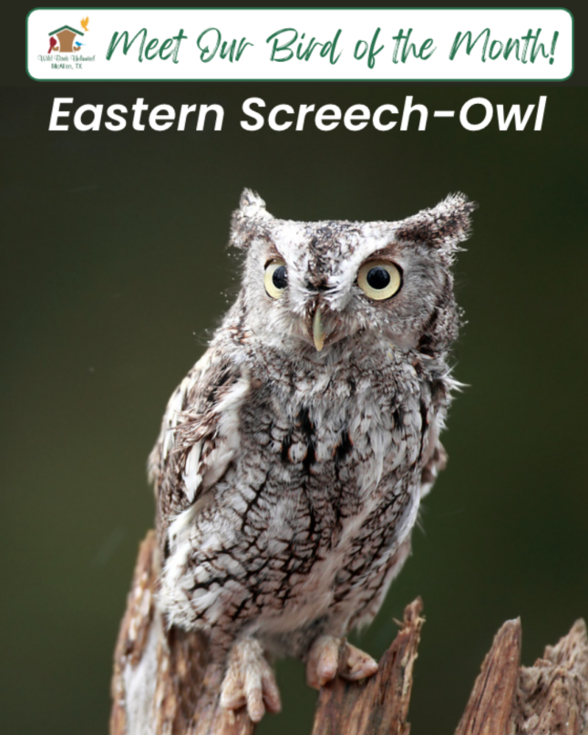 Bird of the Month - Eastern Screech-Owl