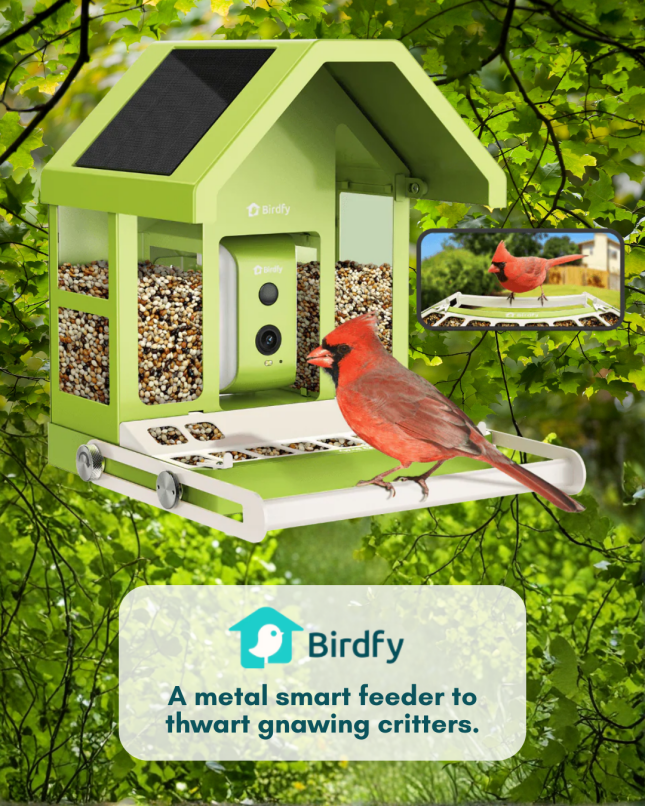Birdfy Smart Bird Feeder - Metal