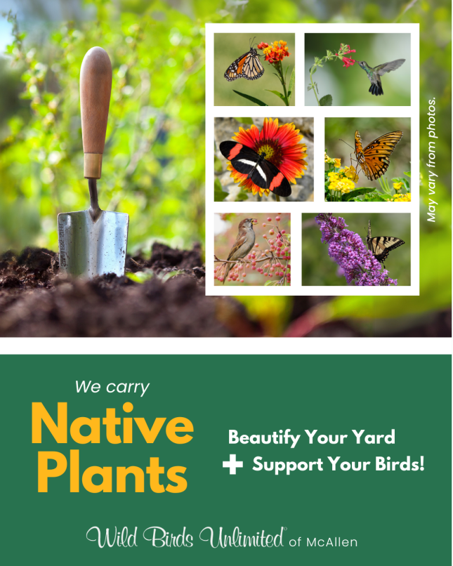 Native Plants for Sale In Our Store