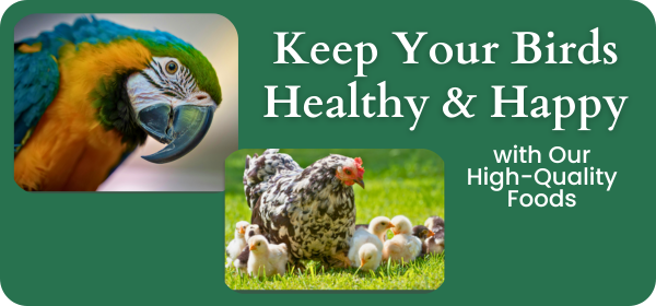 Parrot and Chicken Food