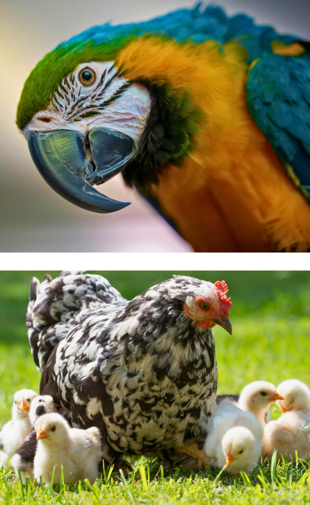 Images of Chicken with Chicks and Pet Parrot