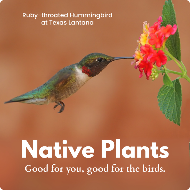 Ruby-throated Hummingbird at Texas Lantana