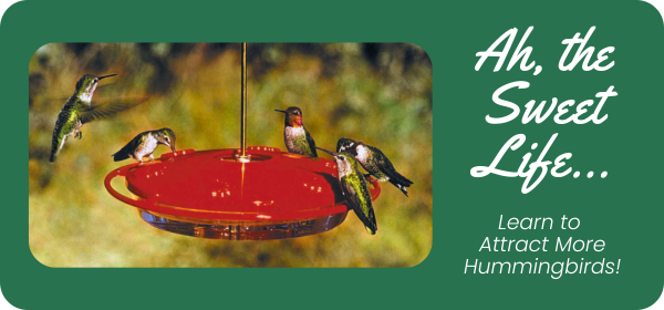 Attract More Hummingbirds
