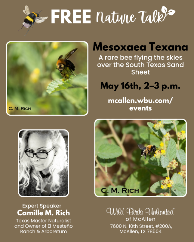 Free Talk: "Mesoxaea Texana: A rare bee flying the skies over the South Texas Sand Sheet" | In-Store | 2&ndash;3 pm. May 16