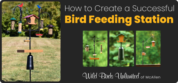 How to Create a Successful Bird Feeding Station